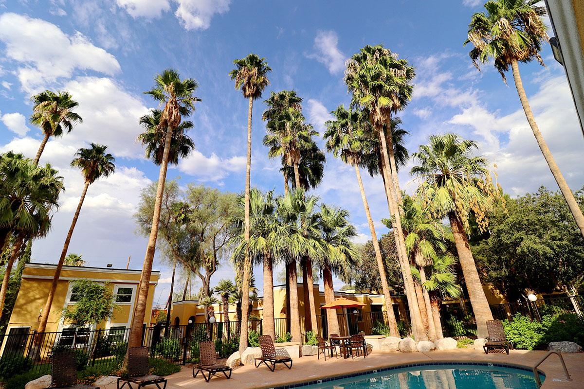 A serene outdoor scene featuring a swimming pool surrounded by tall palm trees under a partly cloudy sky. Lounge chairs are positioned near the pool, and yellow buildings with greenery in the background create a relaxing atmosphere.