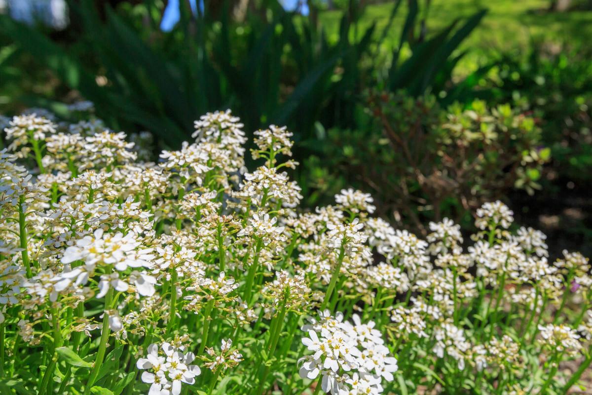 a close up of a flower garden