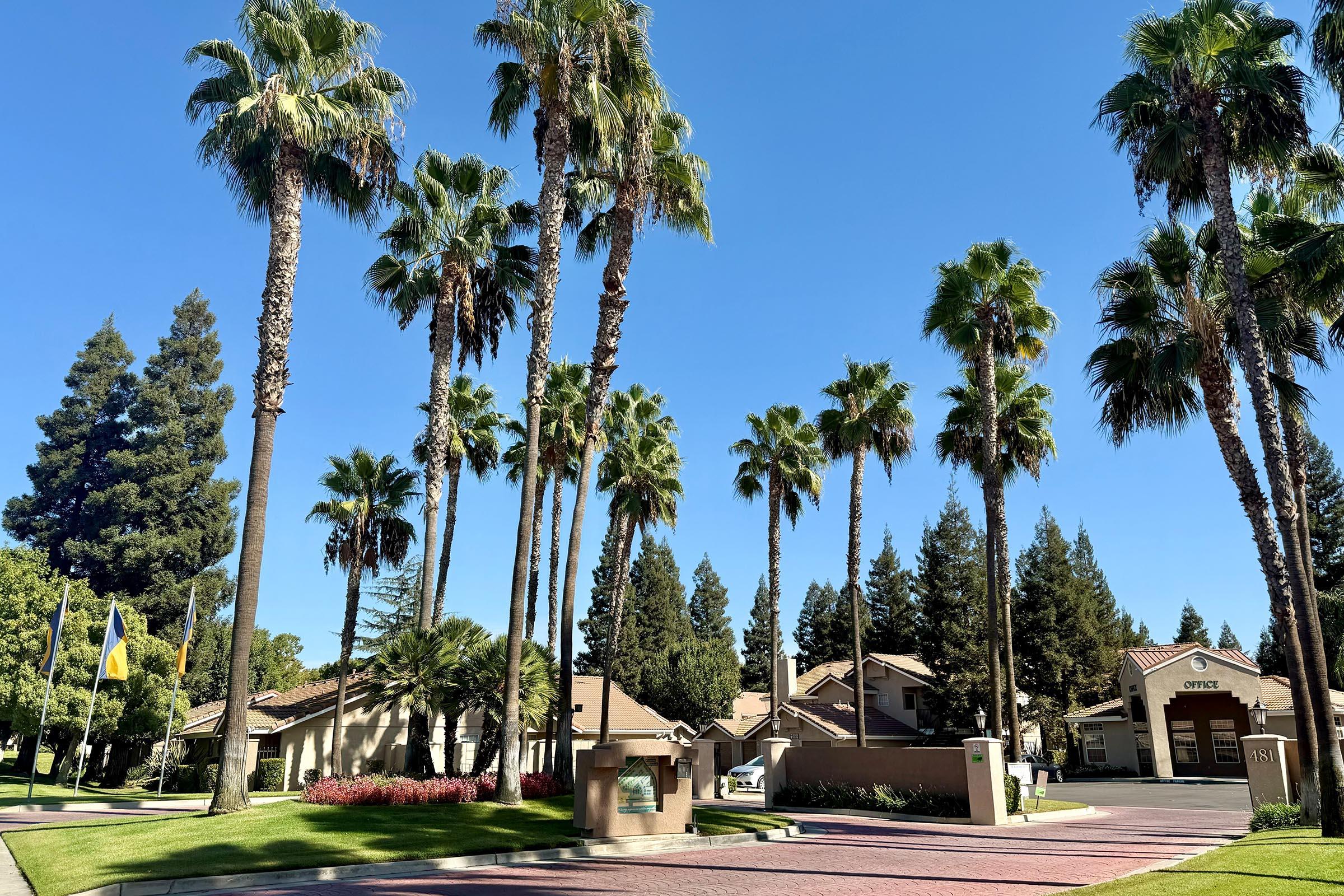 a group of palm trees next to a tree