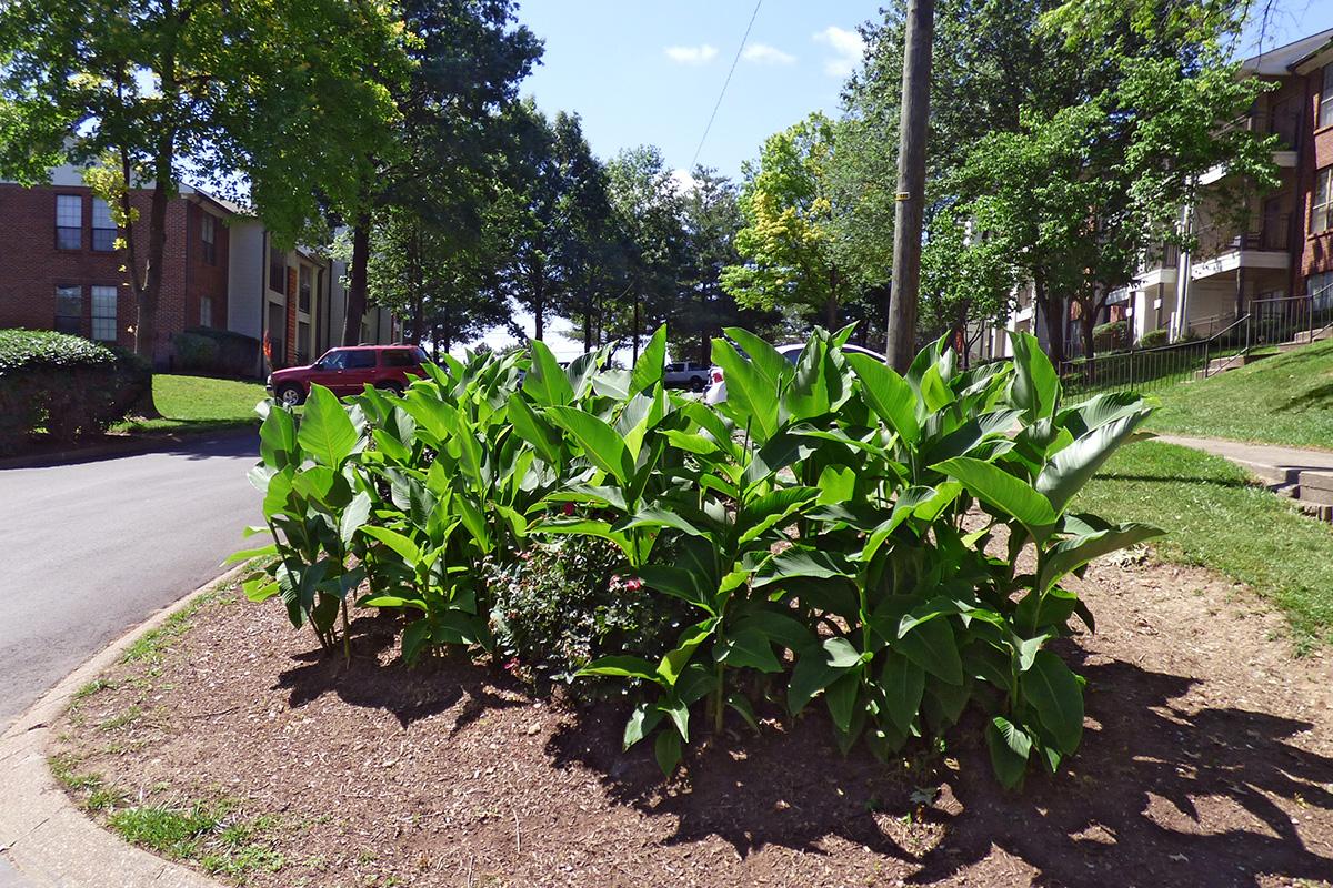 Gorgeous Plants at The Knolls