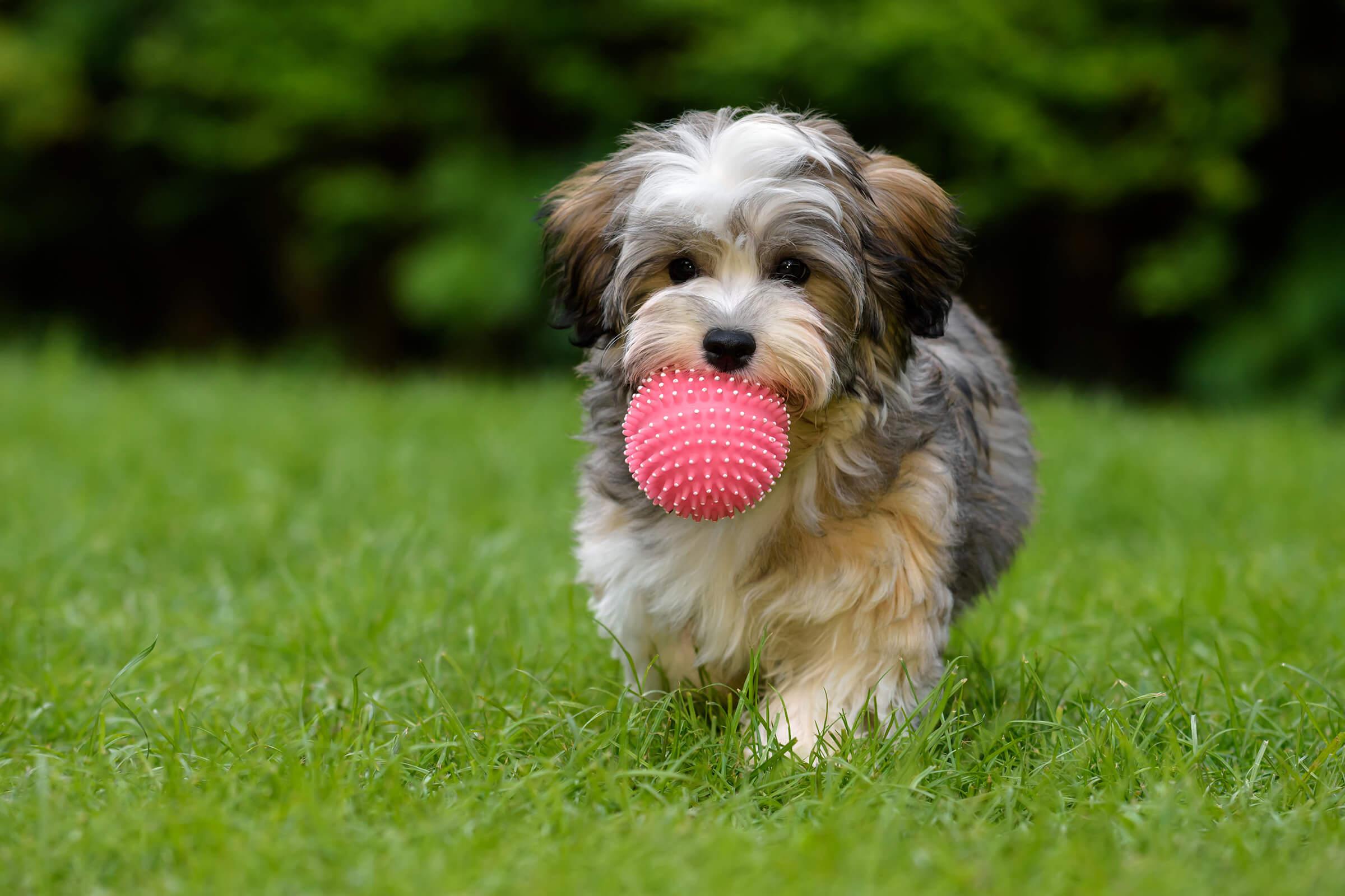 a brown dog carrying a frisbee in its mouth