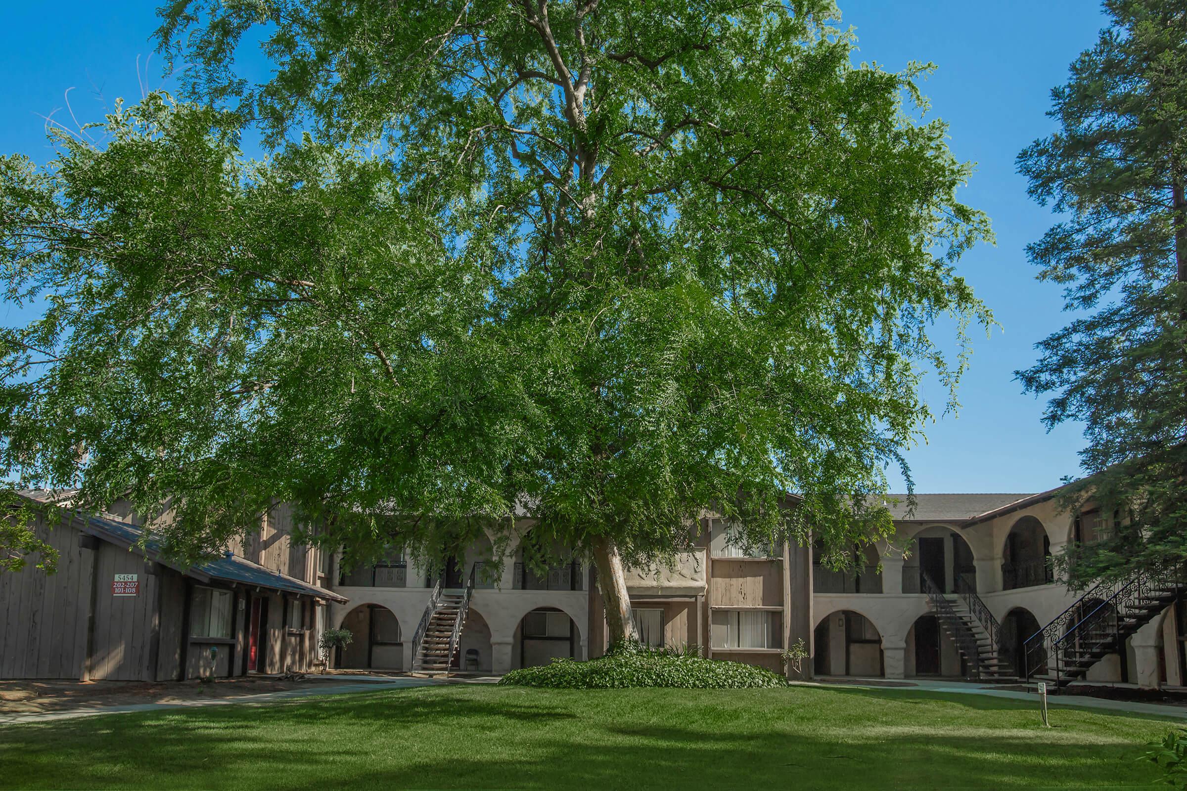 a tree in front of a building