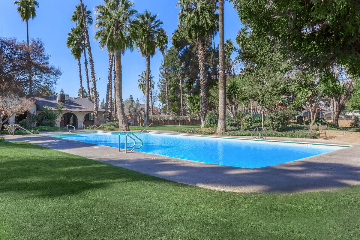 a pool next to a palm tree