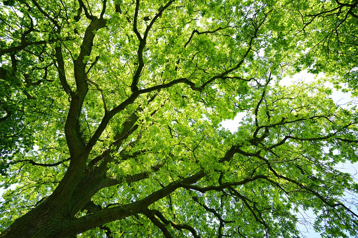 a close up of a tree