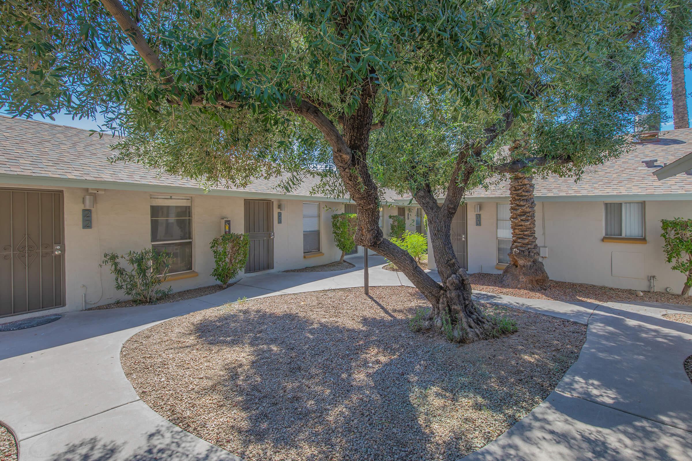 A sunny courtyard featuring a large olive tree, surrounded by gravel and concrete pathways. Low-rise buildings with light-colored walls and windows are visible in the background, creating a serene outdoor space. Lush green shrubs provide a touch of nature in the area.