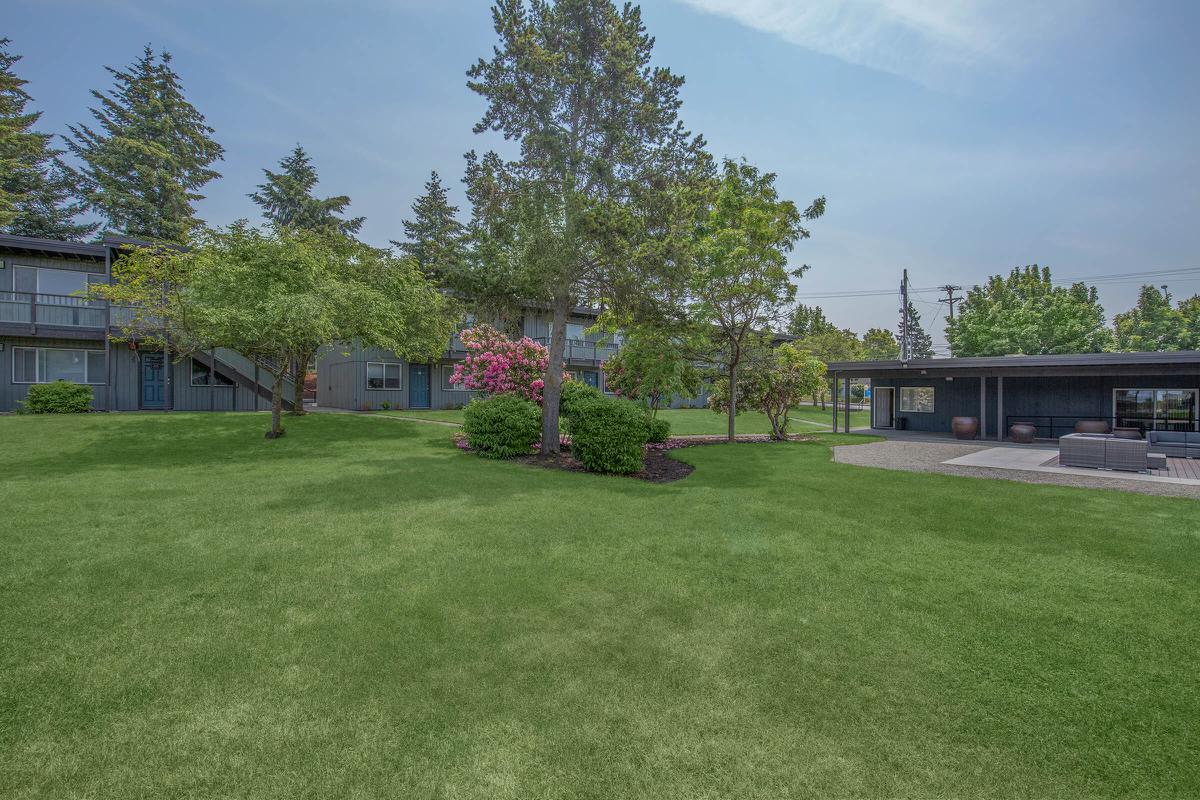 a tree in a grassy yard