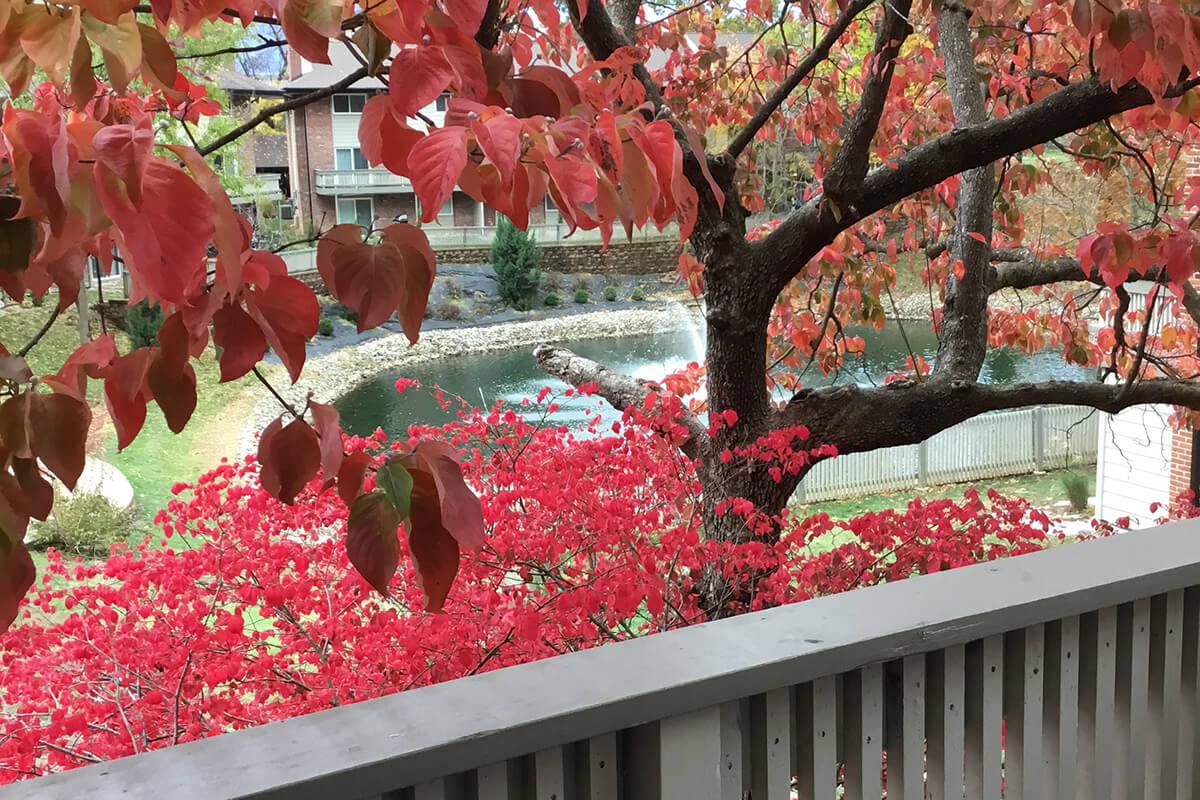 Fall 2018 WG pond.jpg