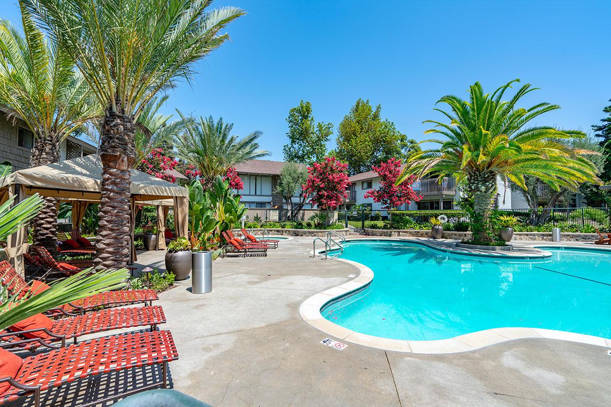 a pool next to a palm tree