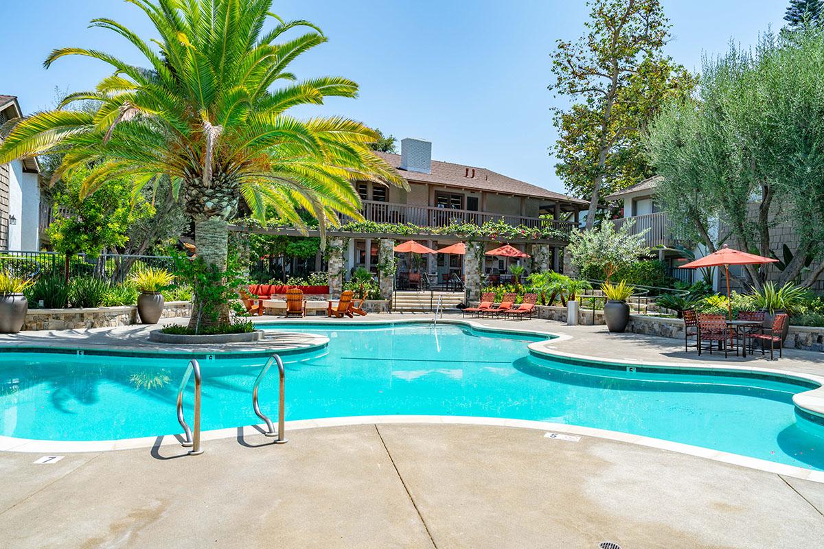 a group of palm trees next to a swimming pool
