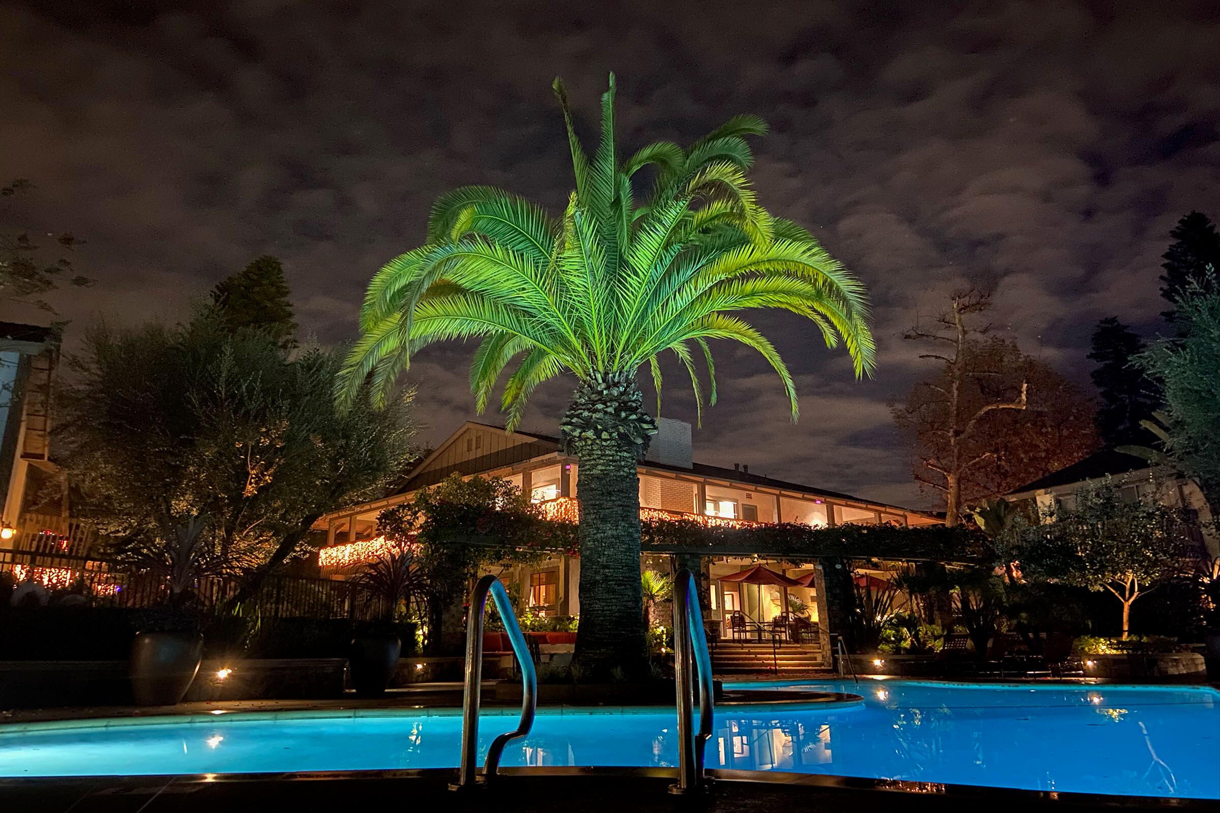 the community pool at night with a green palm tree