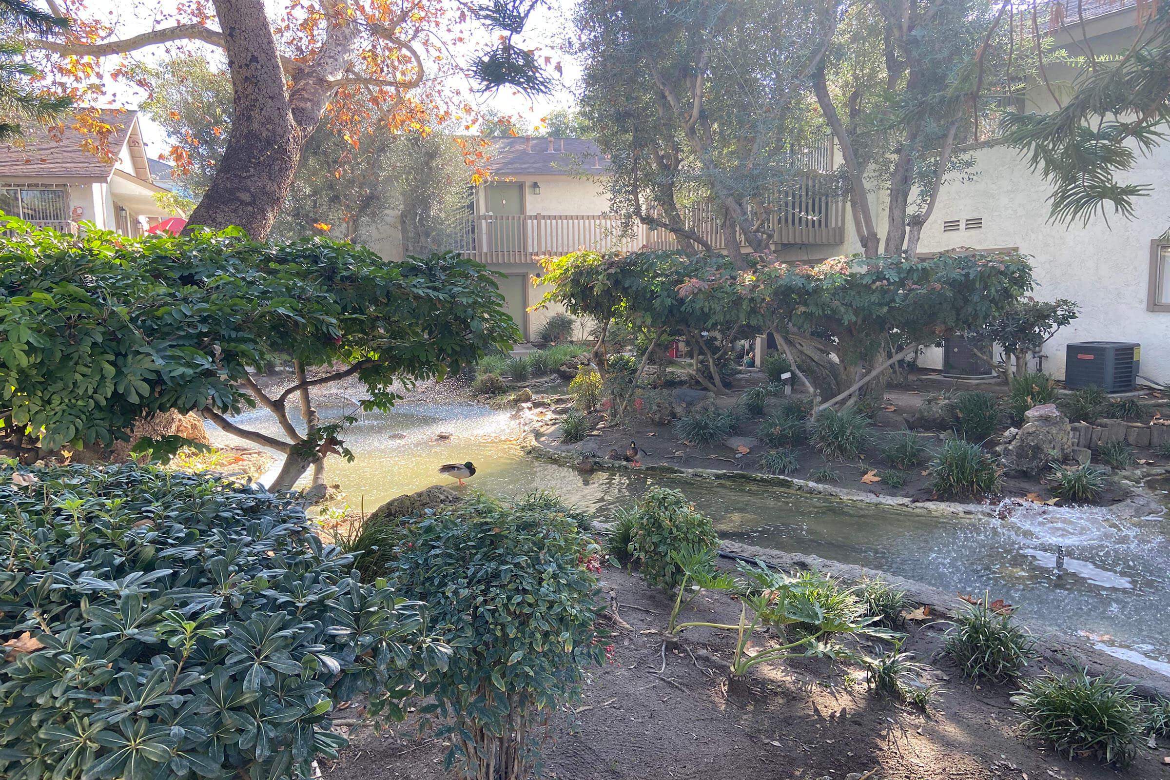 green bushes next to the community creek