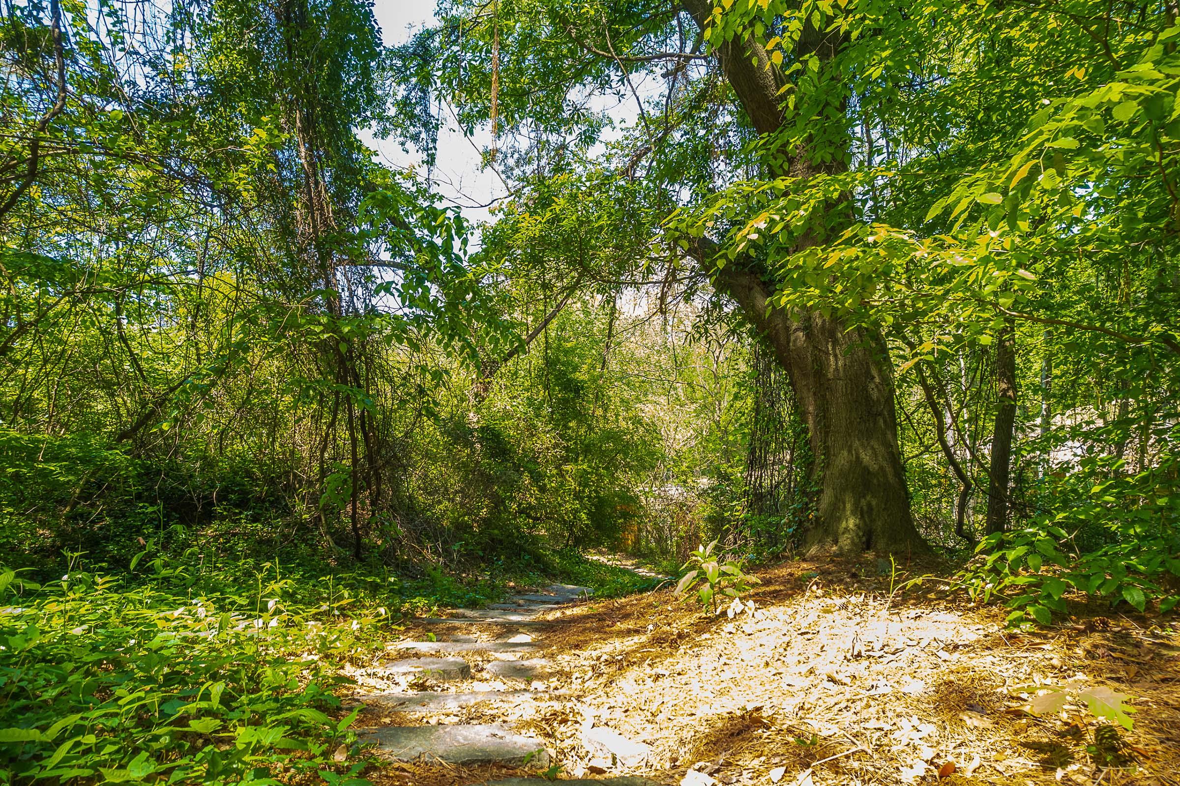 a tree in the middle of a forest