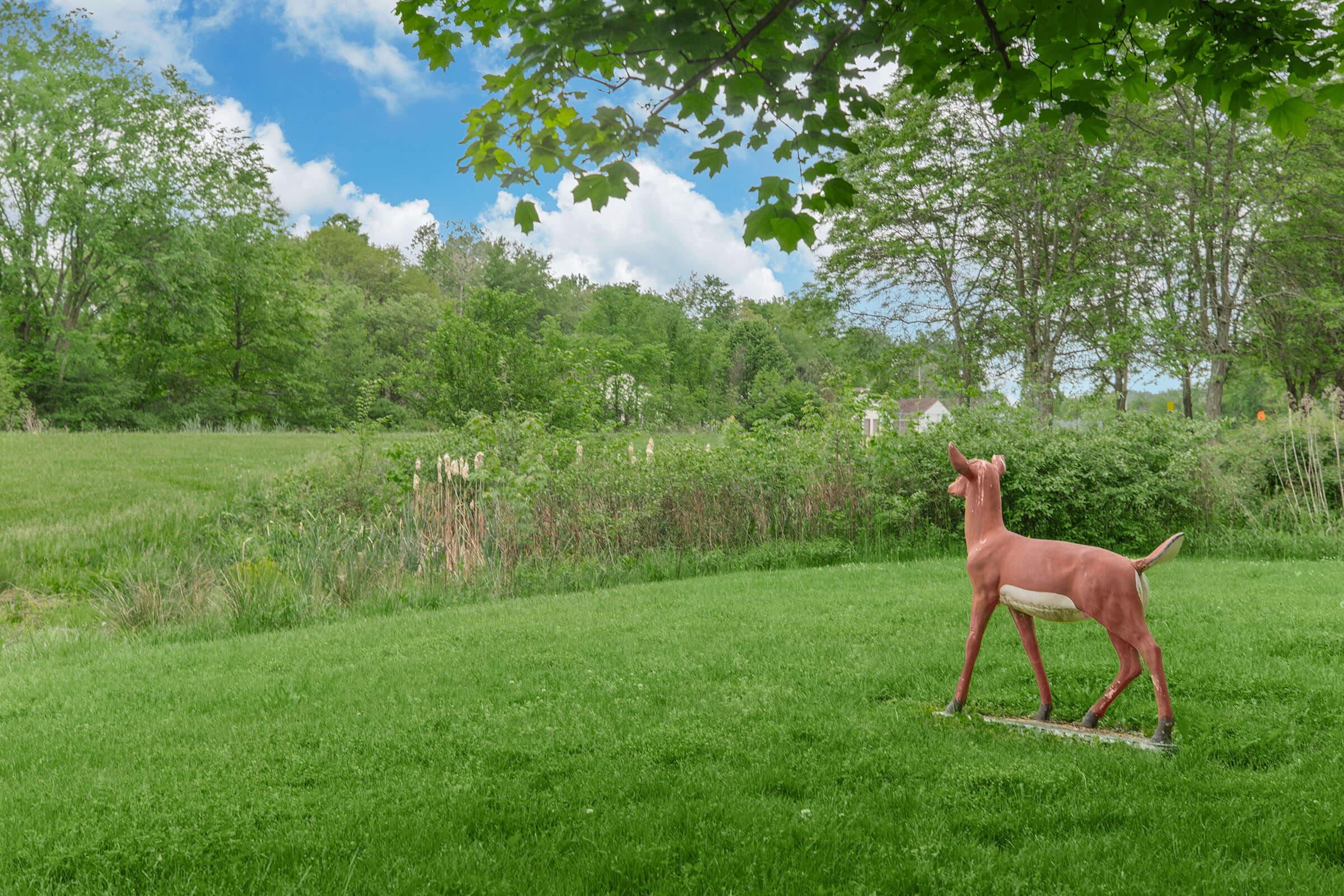 a dog standing on top of a grass covered field