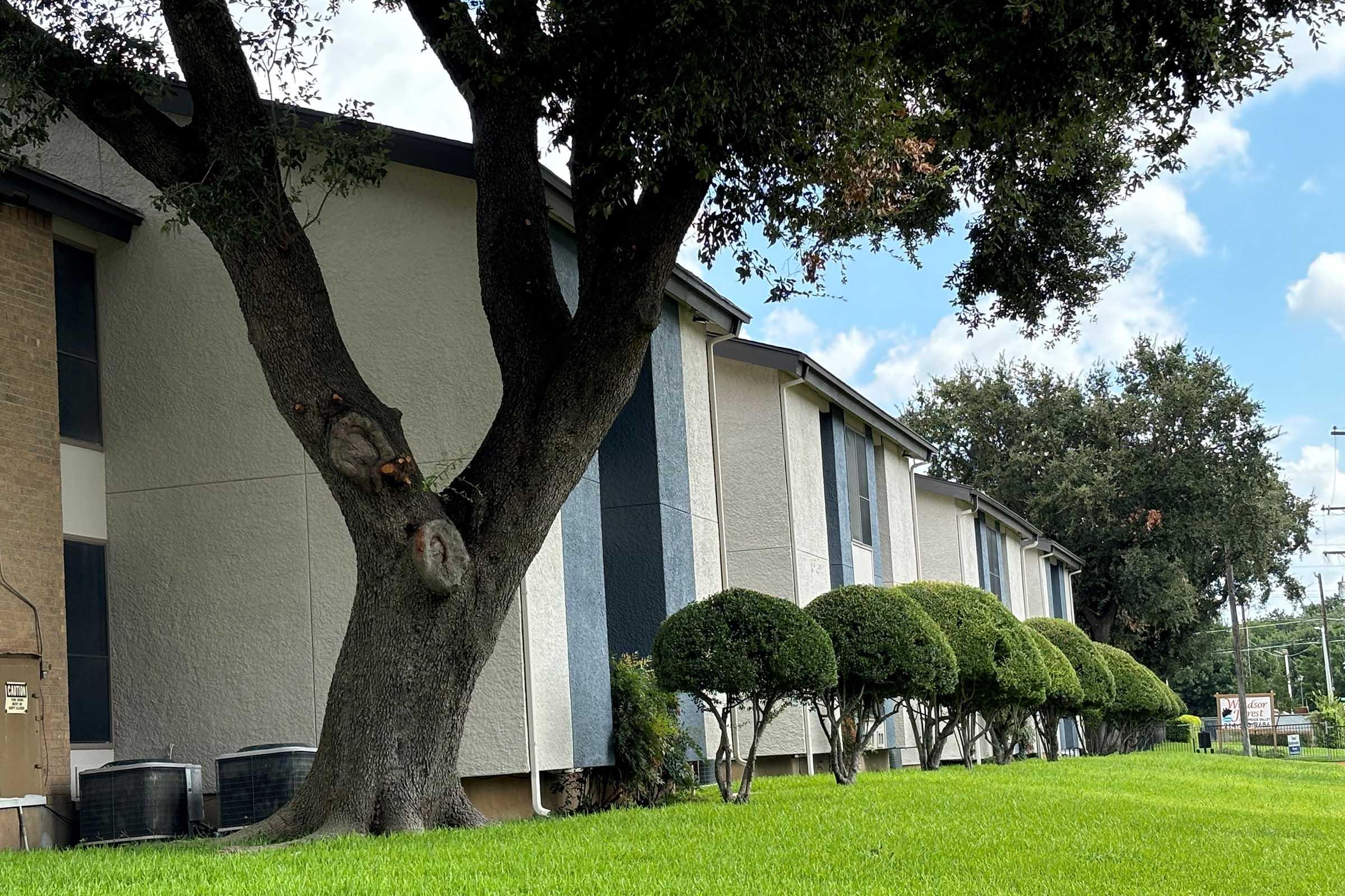 a tree in front of a building