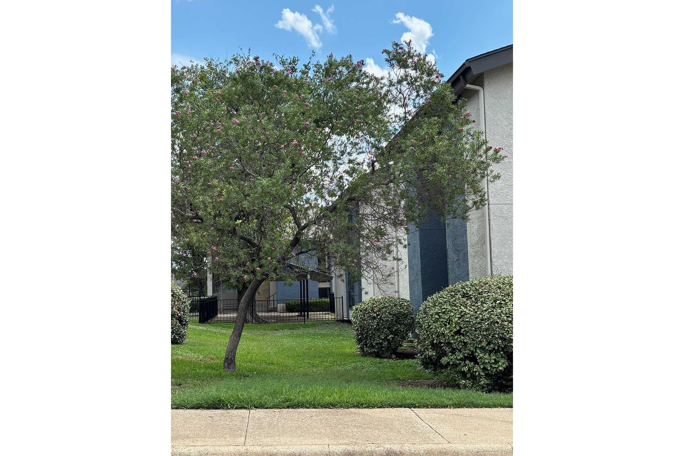 a tree in front of a house