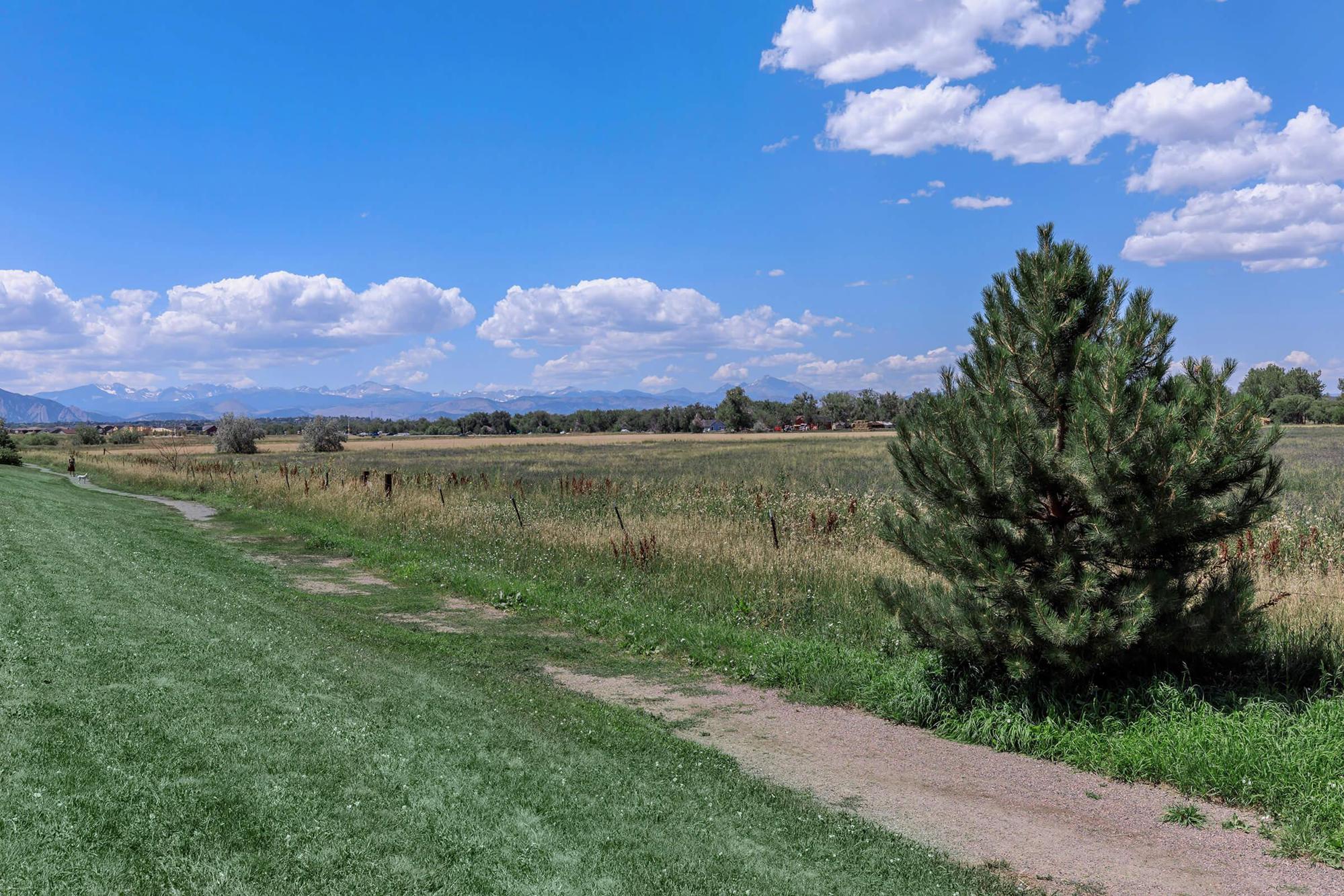 a large green field with trees in the background