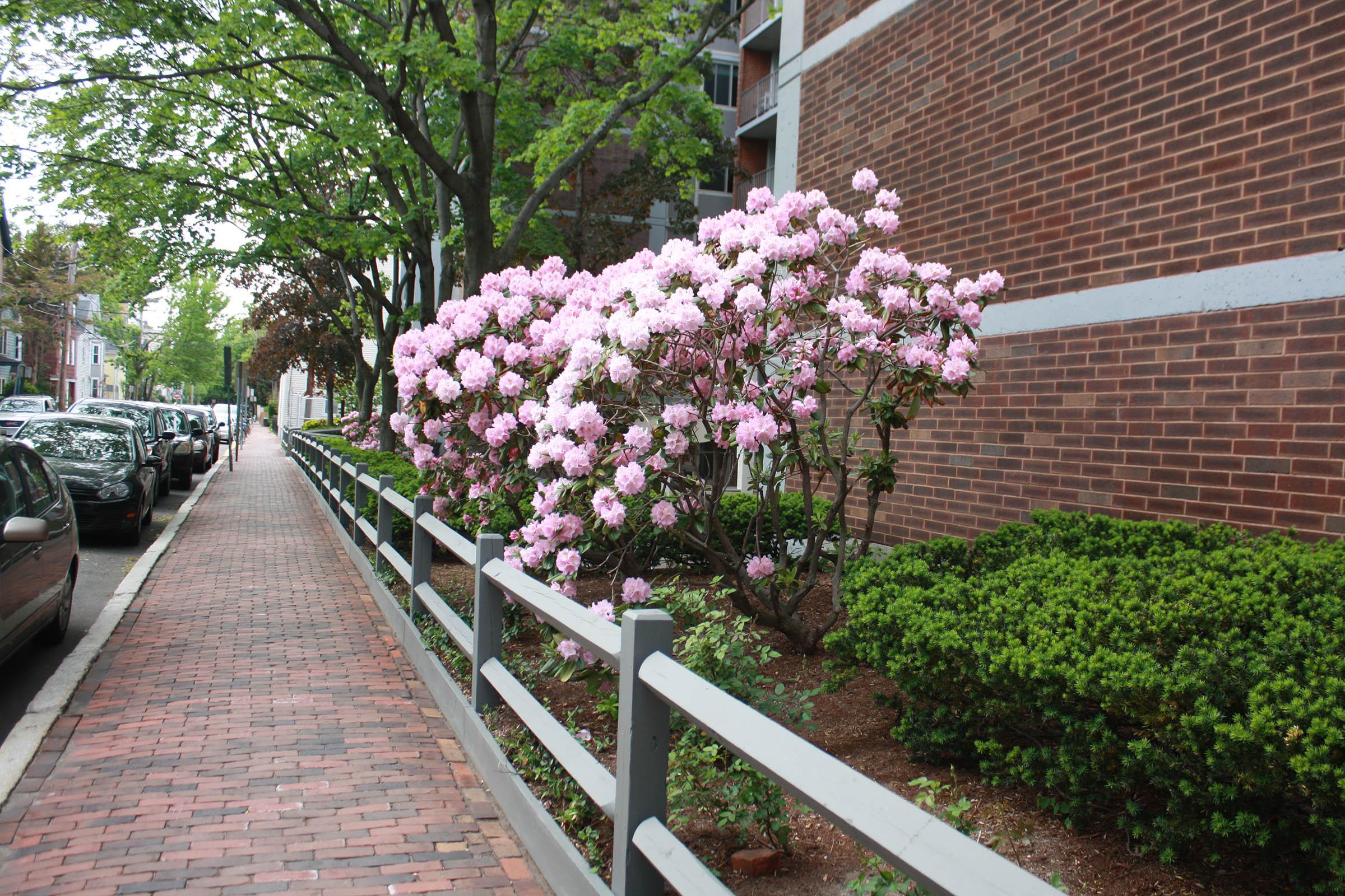 a close up of a flower garden in front of a brick building