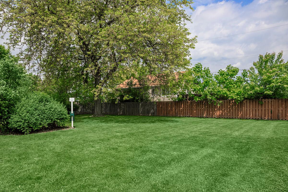 a tree in a grassy yard