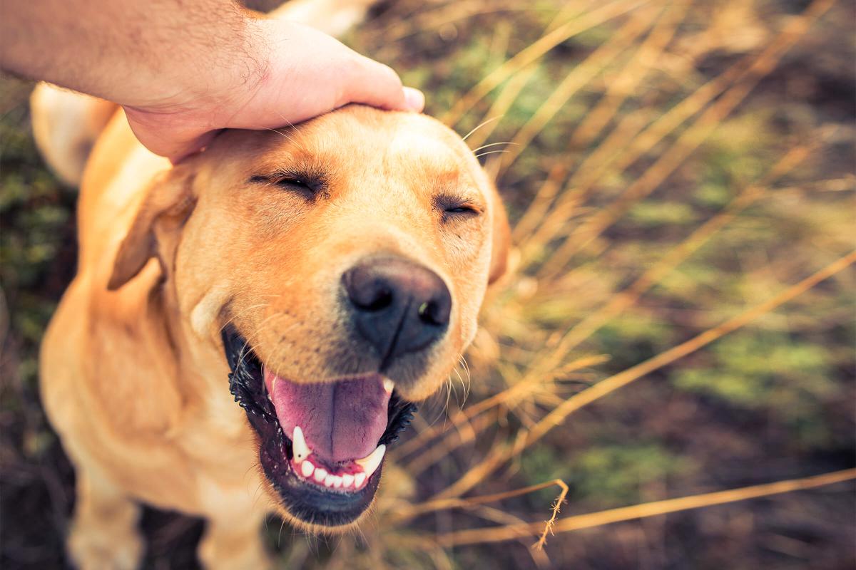 a close up of a dog