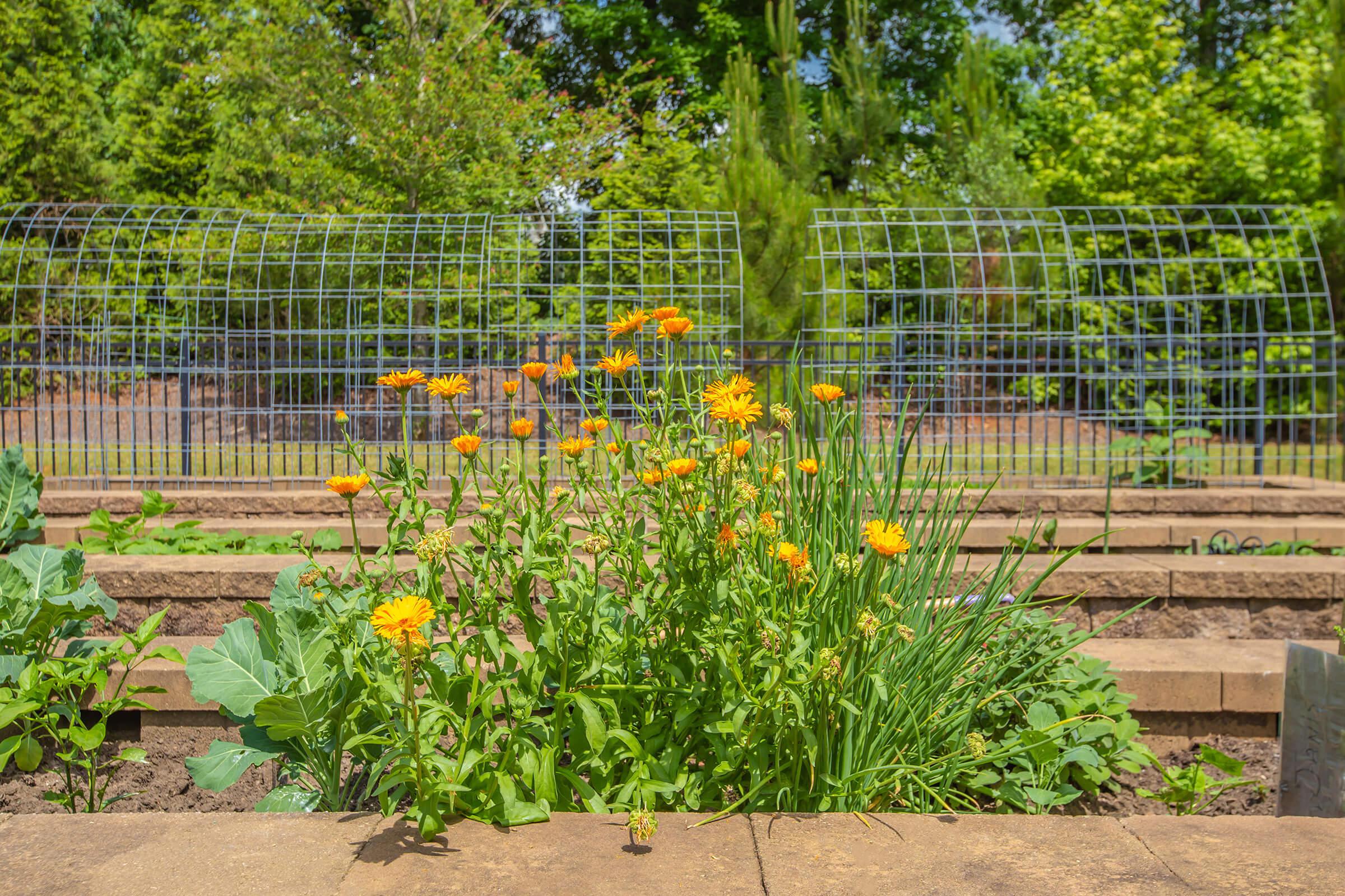 a close up of a flower garden in front of a fence