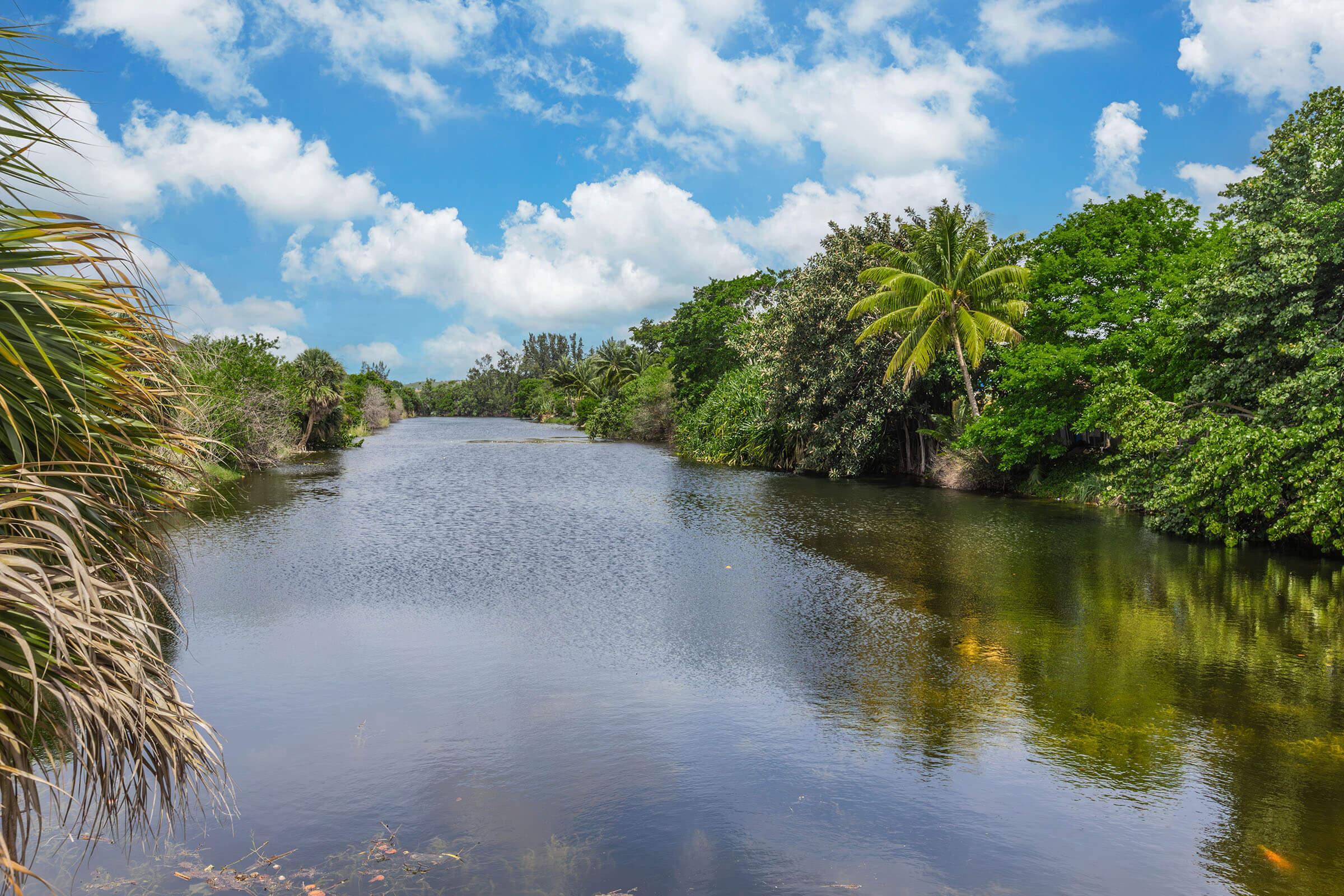 a body of water surrounded by trees