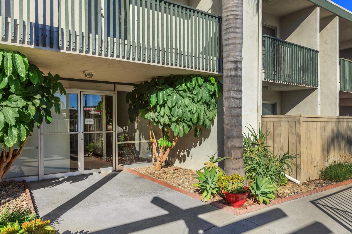 a palm tree on a sidewalk