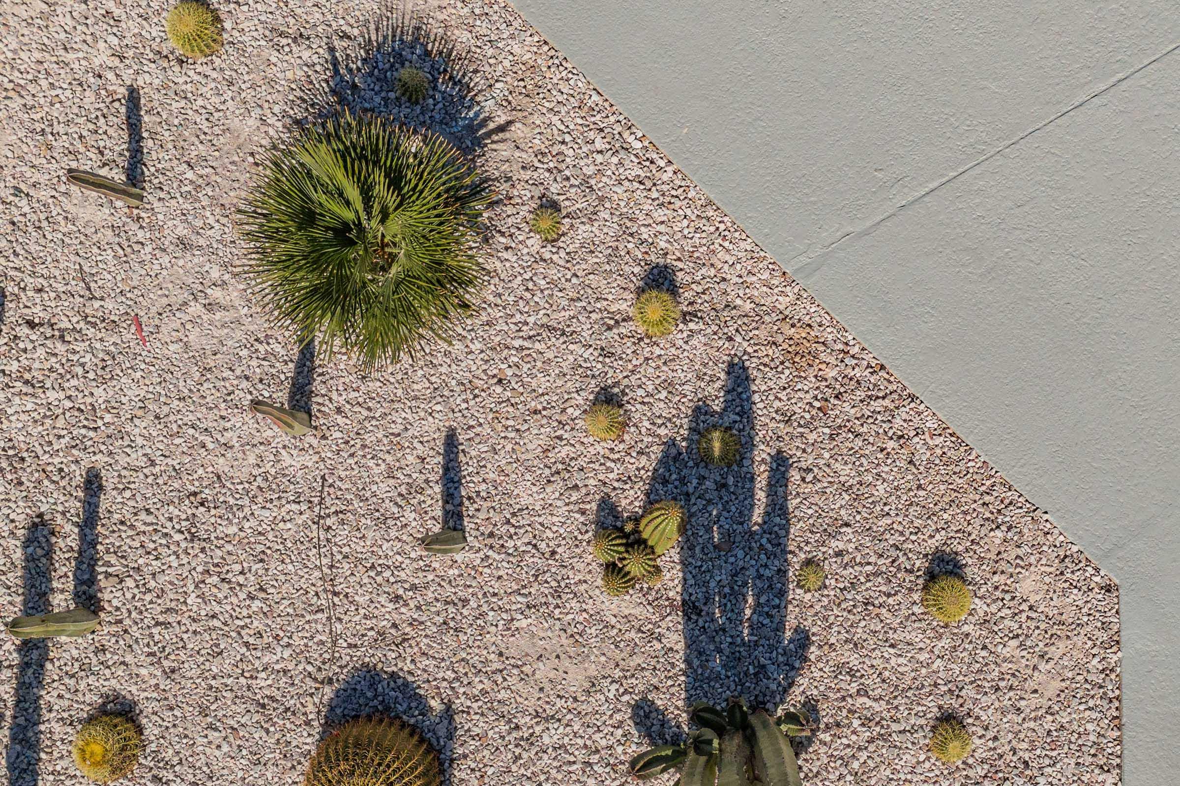 Aerial view of a landscaped area featuring various cacti and succulents arranged on a gravel surface. The shadows of the plants create interesting shapes against the light-colored ground. The scene highlights the textures and colors of the plants in a modern outdoor setting.