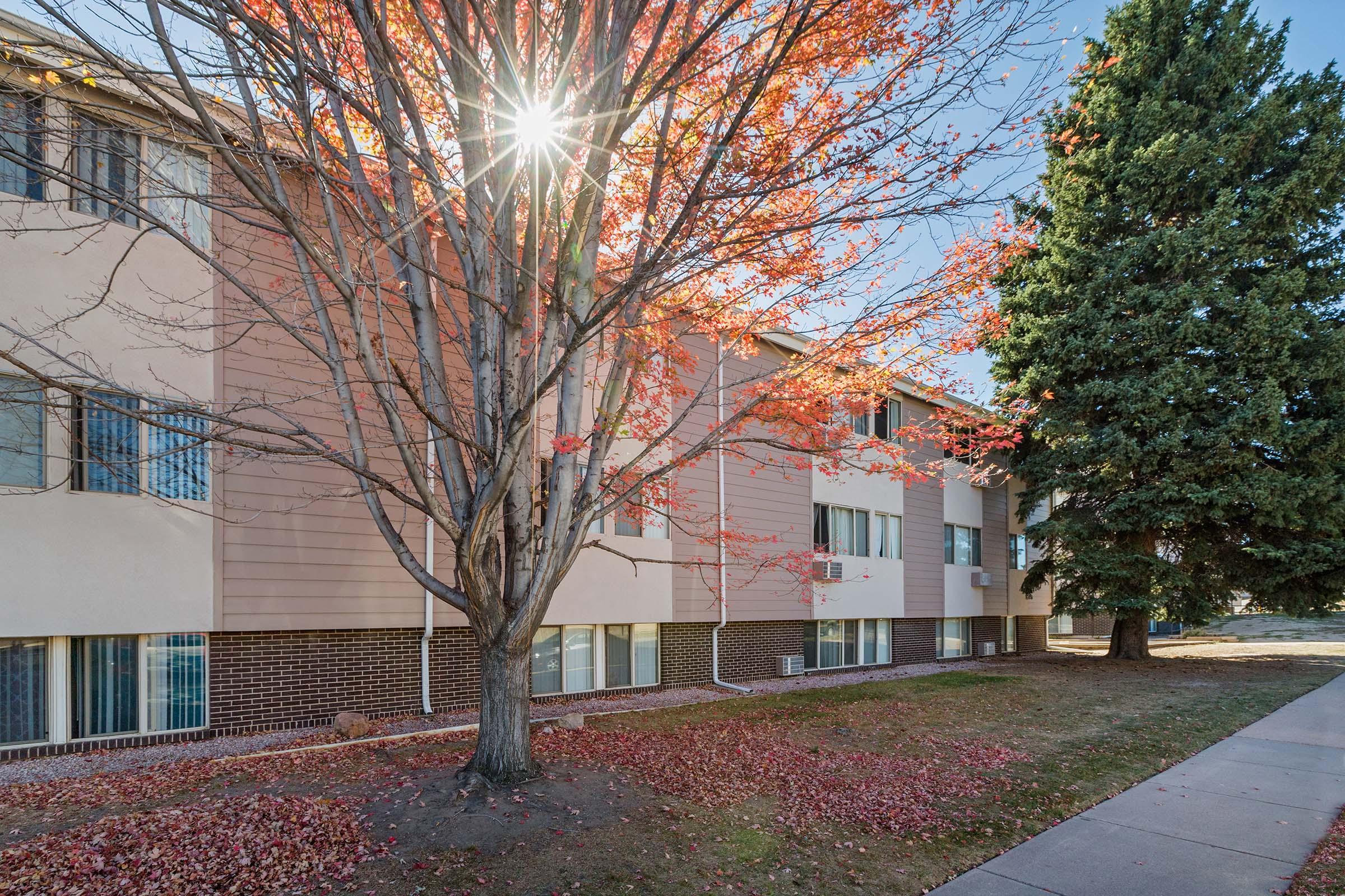 A multi-story building with a light-colored facade, framed by a large tree with bright red autumn leaves. The sun peeks through the branches, creating a glowing effect. A dark green pine tree stands nearby, and fallen leaves cover the ground, indicating the season is autumn.