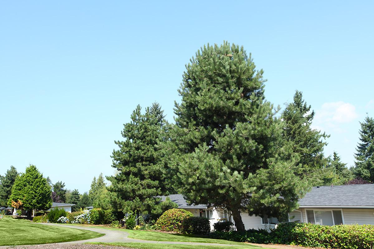 a tree in front of a house