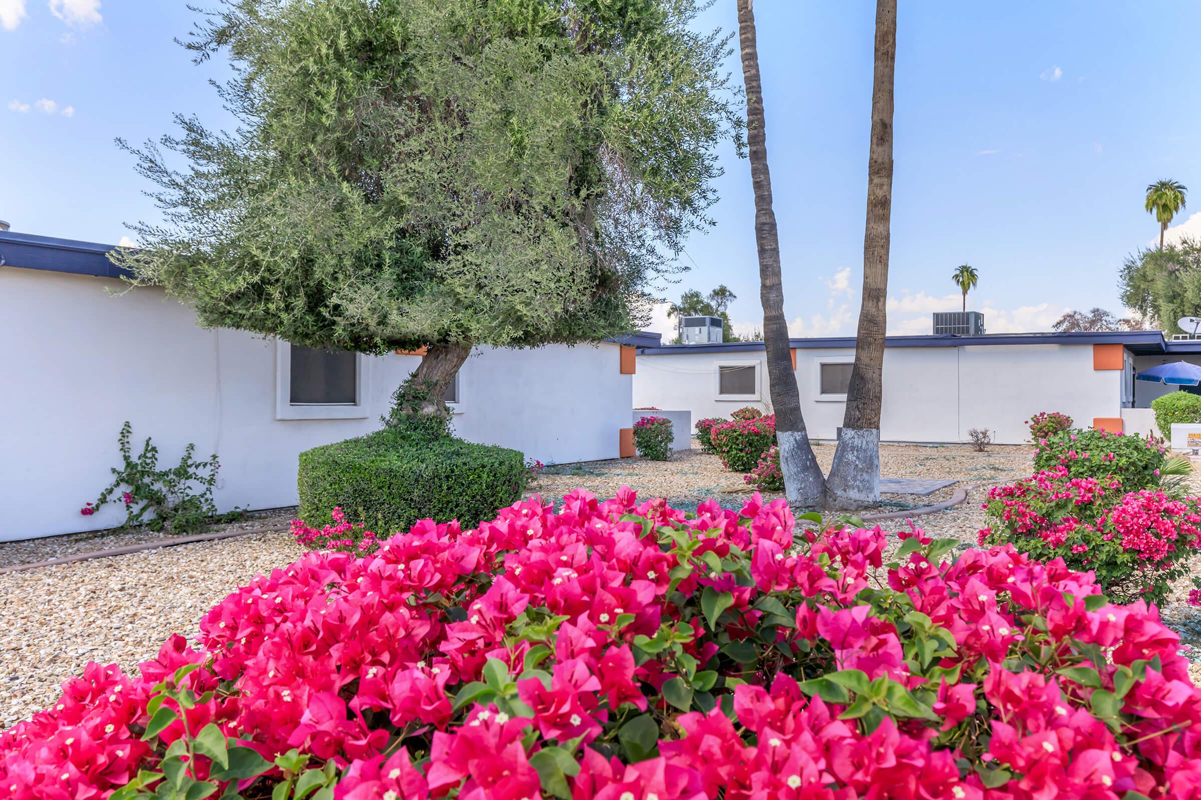 Vibrant pink bougainvillea flowers in the foreground, surrounded by a neatly landscaped area. In the background, a white building with trees and palm trees, under a clear blue sky. The scene depicts a sunny, well-maintained outdoor space with a mix of greenery and colorful blooms.