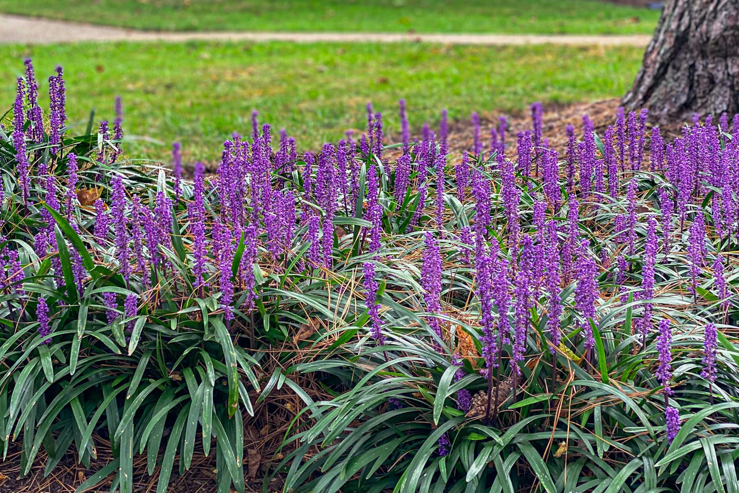 a close up of a flower garden