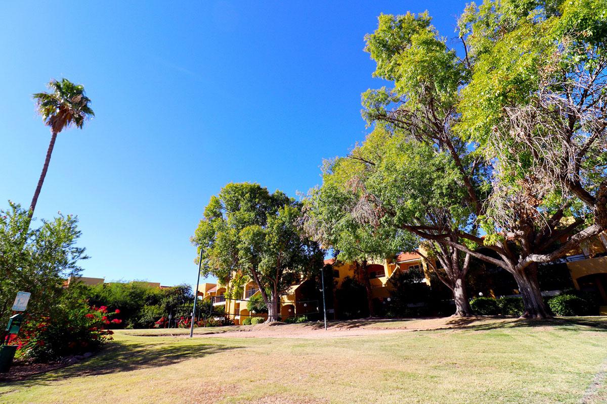 A sunny landscape featuring a grassy area bordered by large trees and a palm tree. In the background, there are multi-story buildings with orange hues, typical of a warm climate. The sky is clear and blue, creating a vibrant outdoor scene.