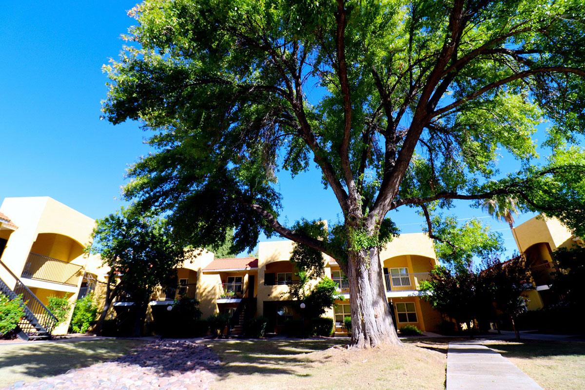 A sunny courtyard with a large tree and two-story apartment buildings. The scene features green grass, a clear blue sky, and a pathway leading through the area. The buildings have balconies and are surrounded by shrubs and small trees.