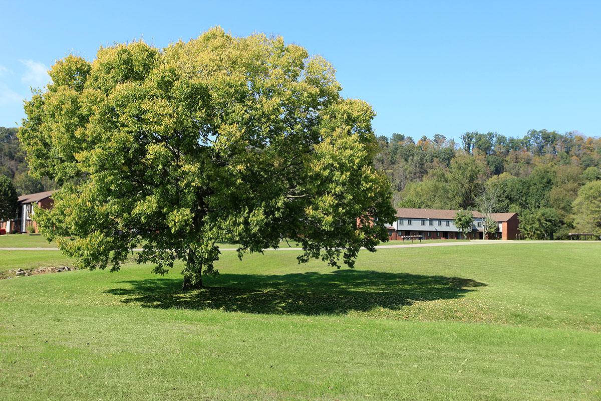 a large tree in a grassy field