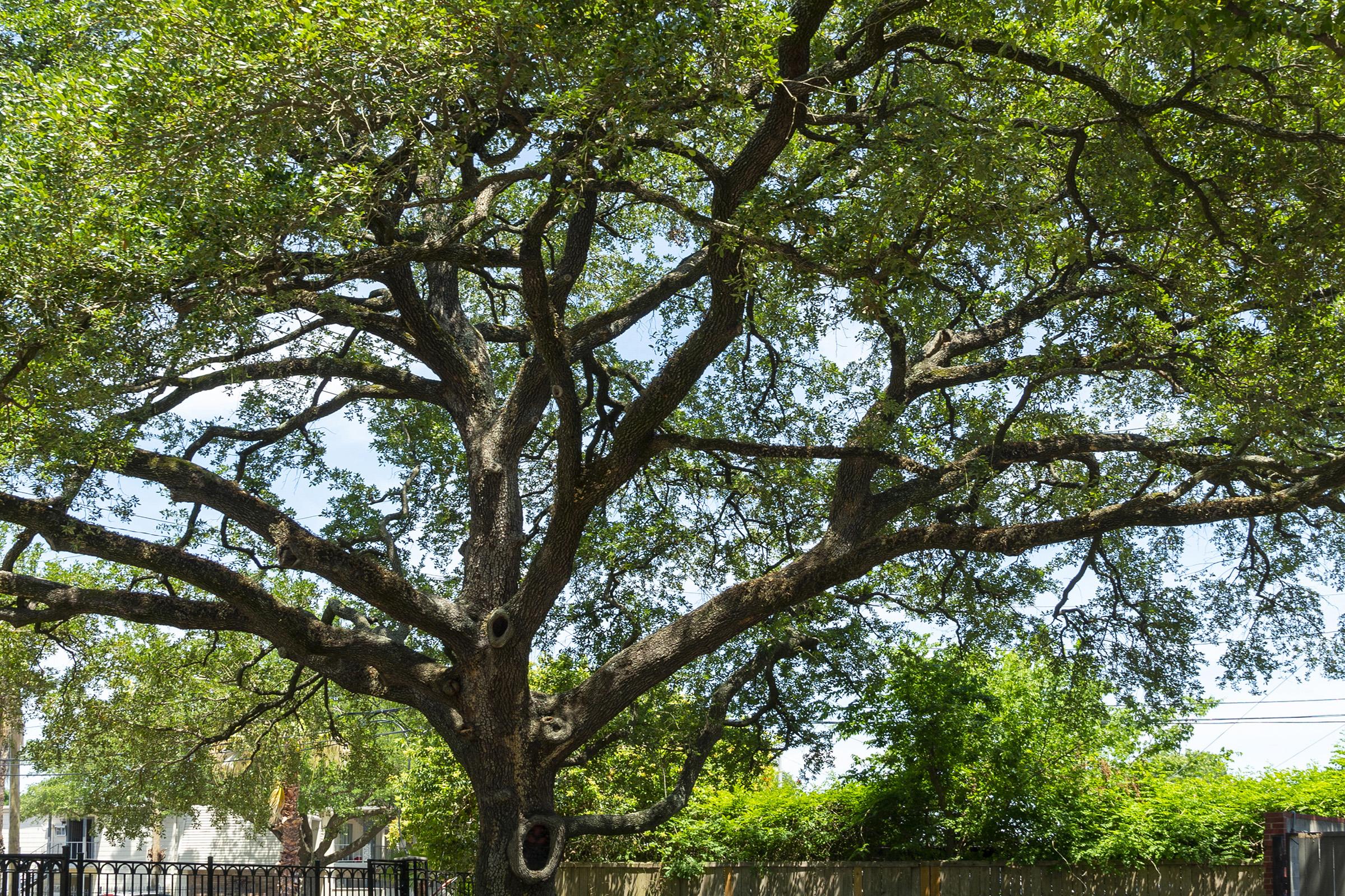 A large oak tree with a wide canopy and several thick branches, showcasing lush green leaves amidst a clear blue sky. The tree has a textured trunk, with hollows visible, set against a backdrop of other greenery and a faint fence line. Sunlight filters through the leaves, creating dappled shadows on the ground.