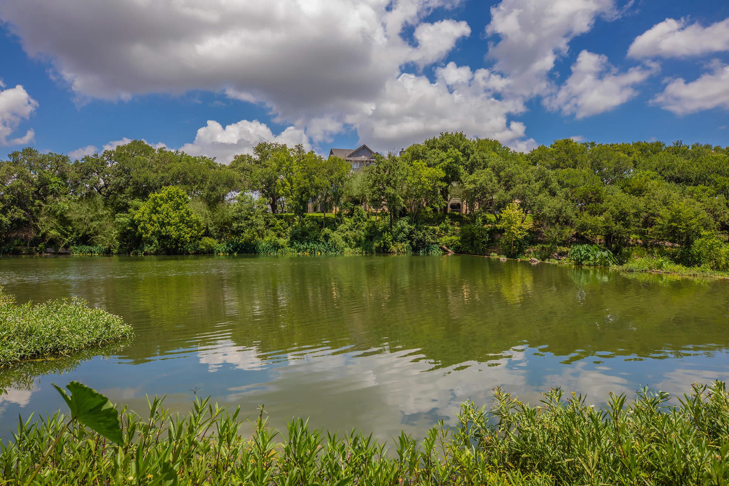 a pond with green trees