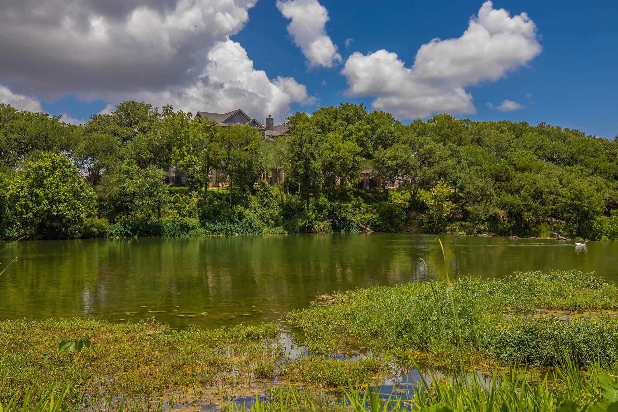 a pond with green grass