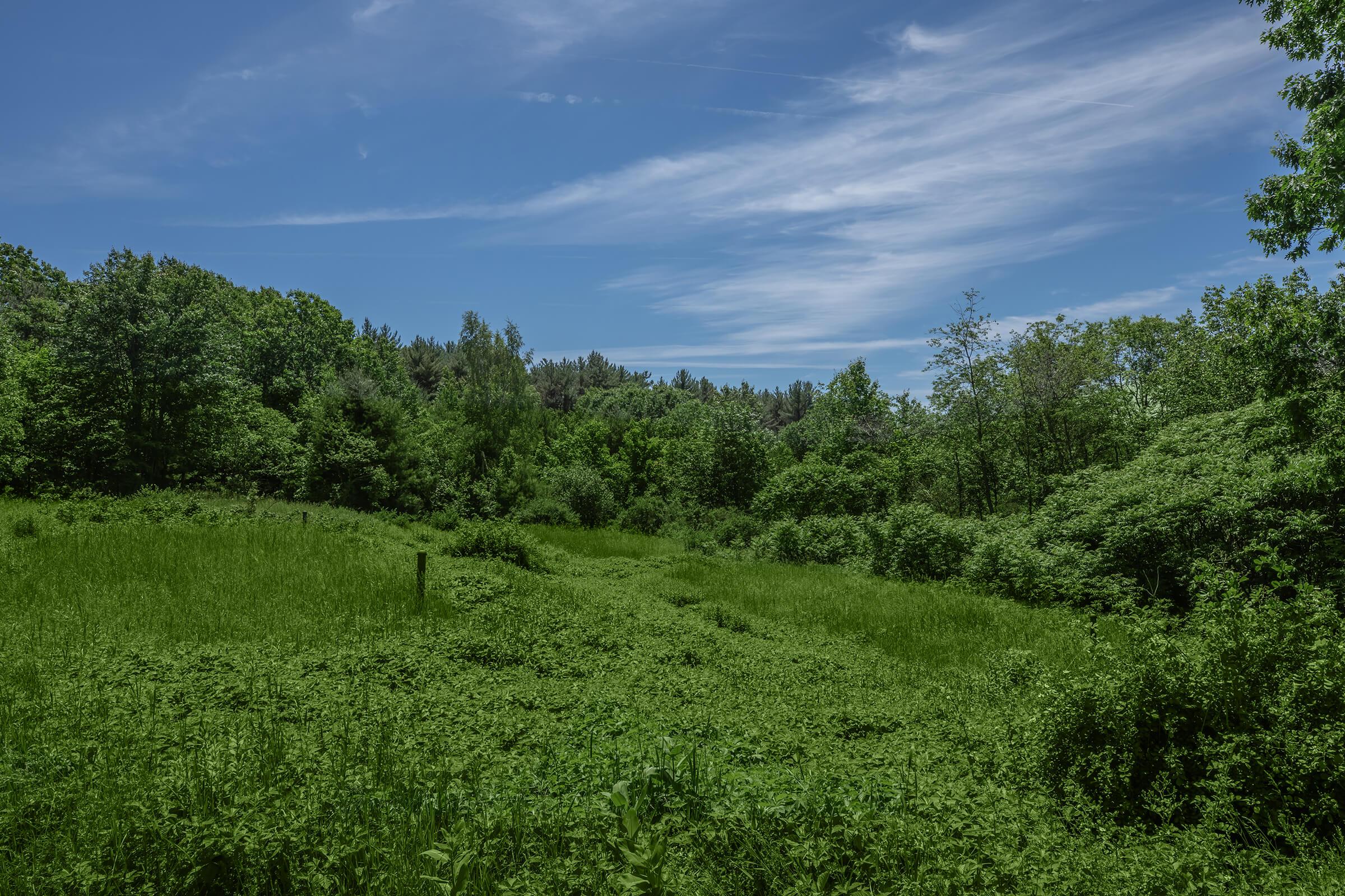 a large green field with trees in the background