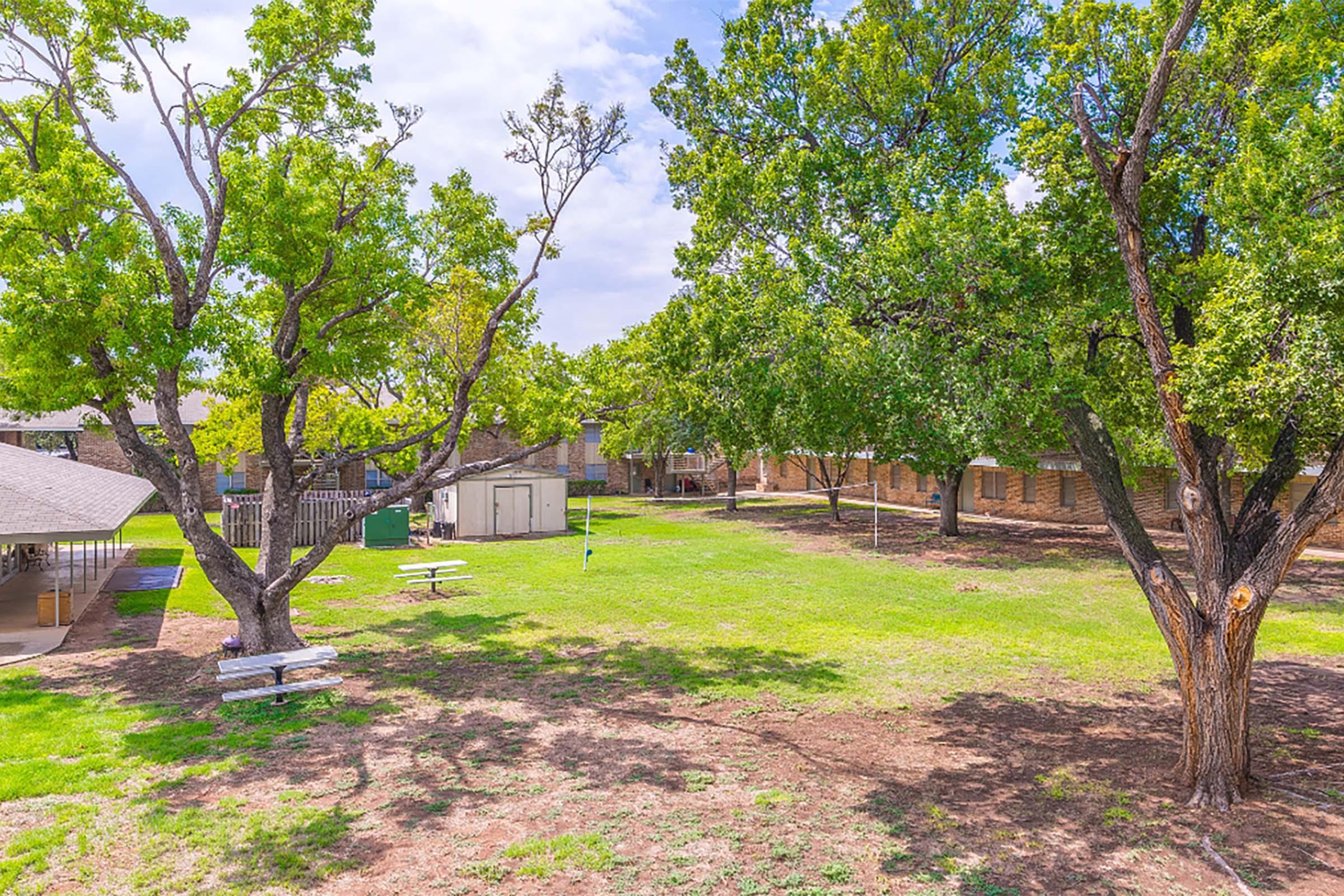 a tree in a park