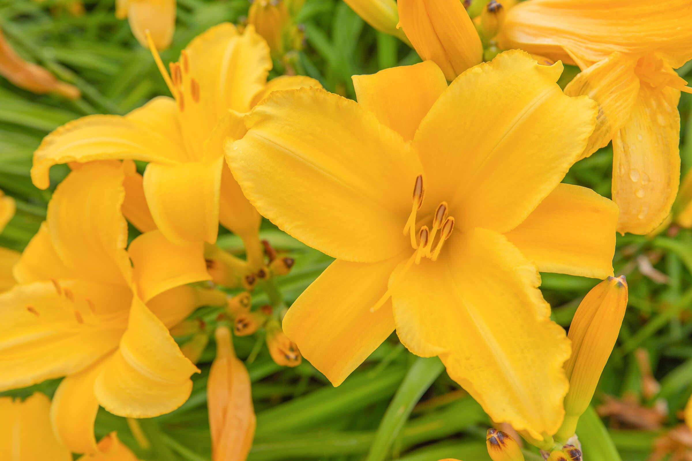 a close up of a flower