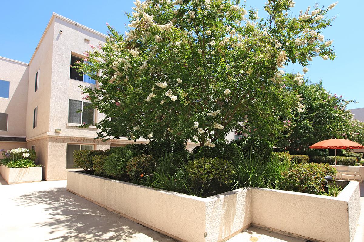 Courtyard with green trees