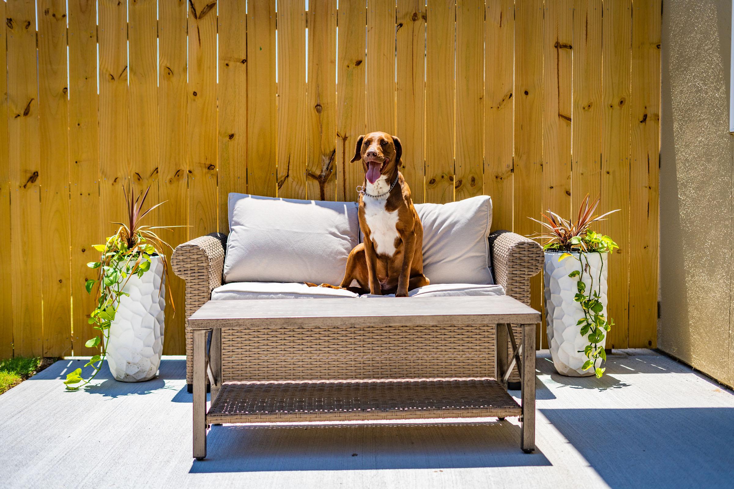 a dog sitting on a bench