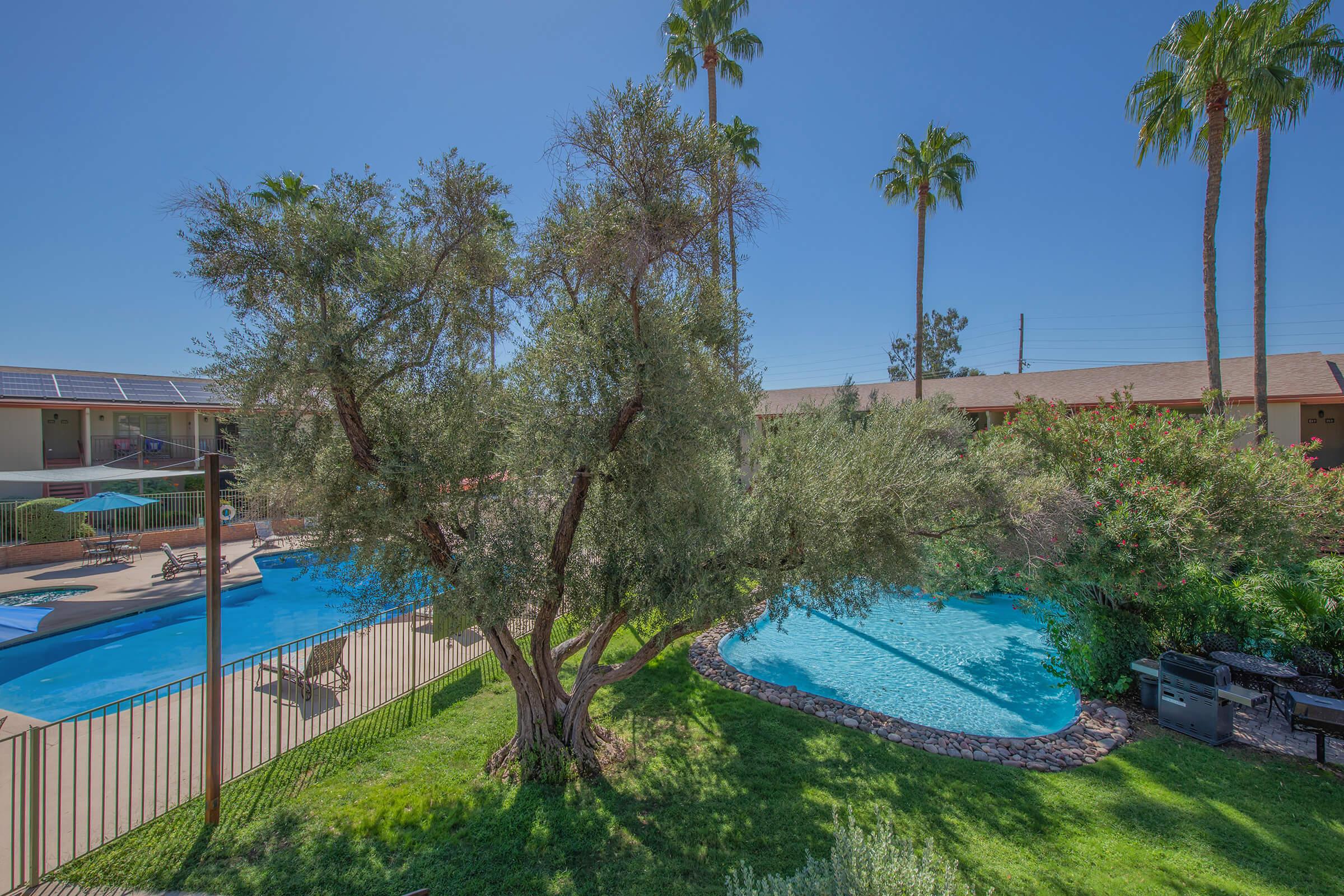 a pool next to a palm tree