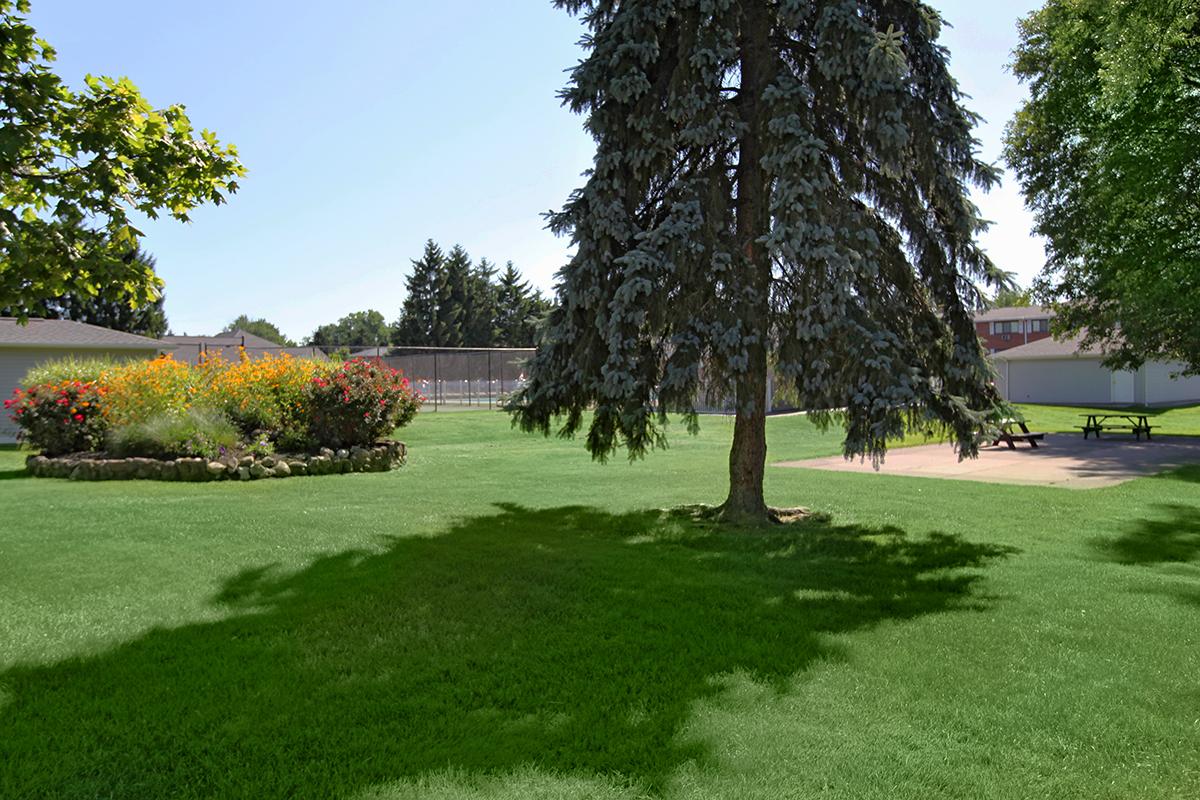 a tree in the middle of a lush green field