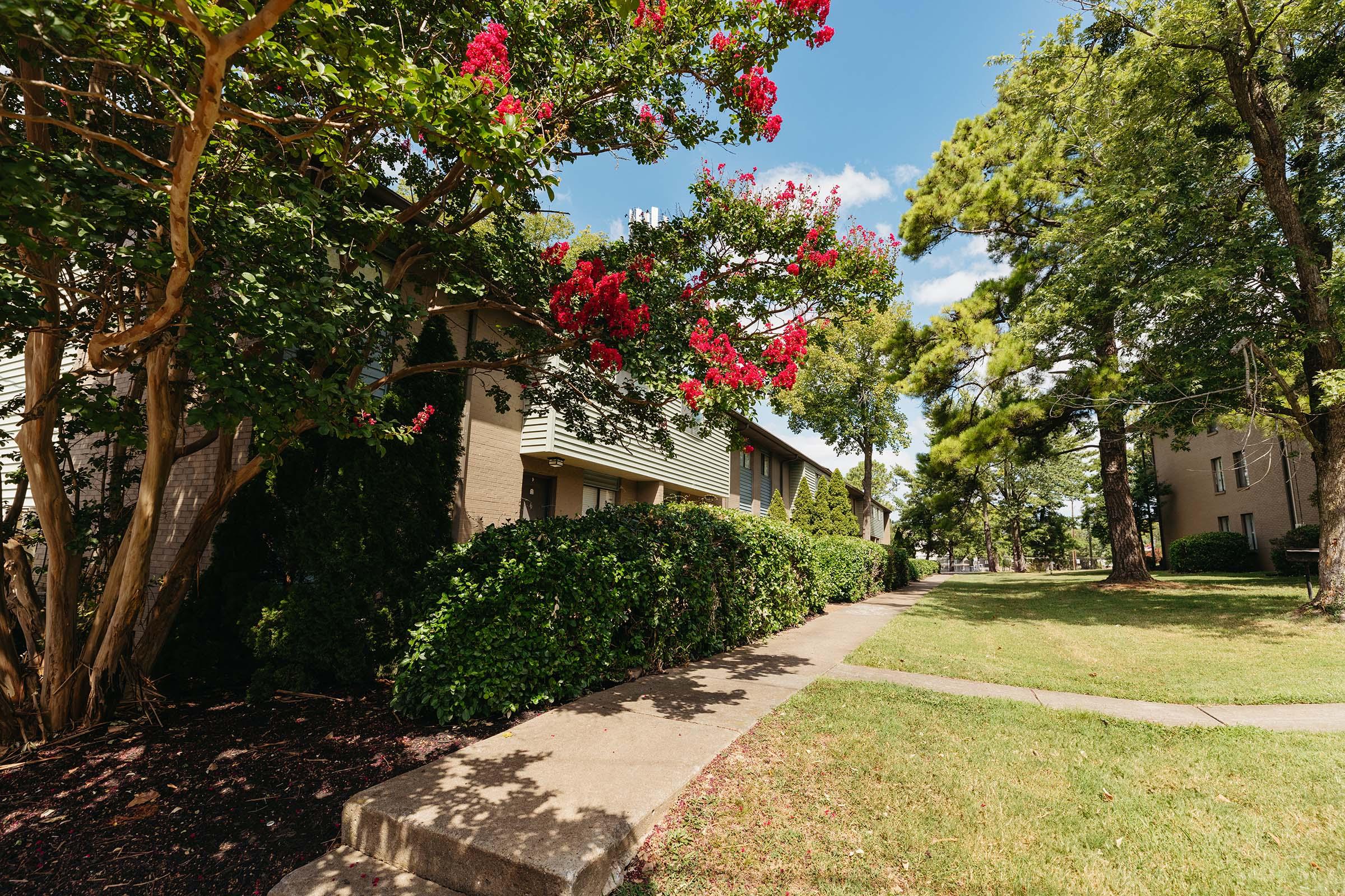 a tree in front of a house