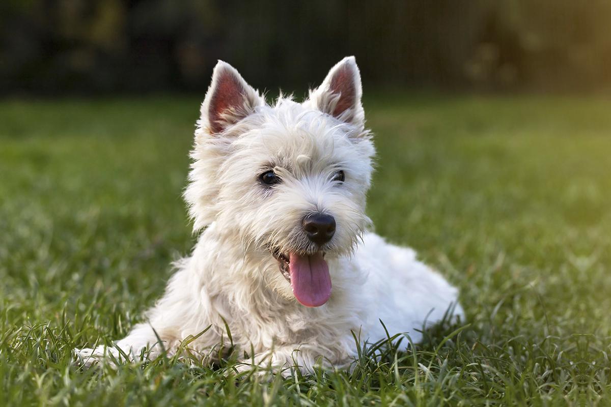 amenities-dog-park4.jpg