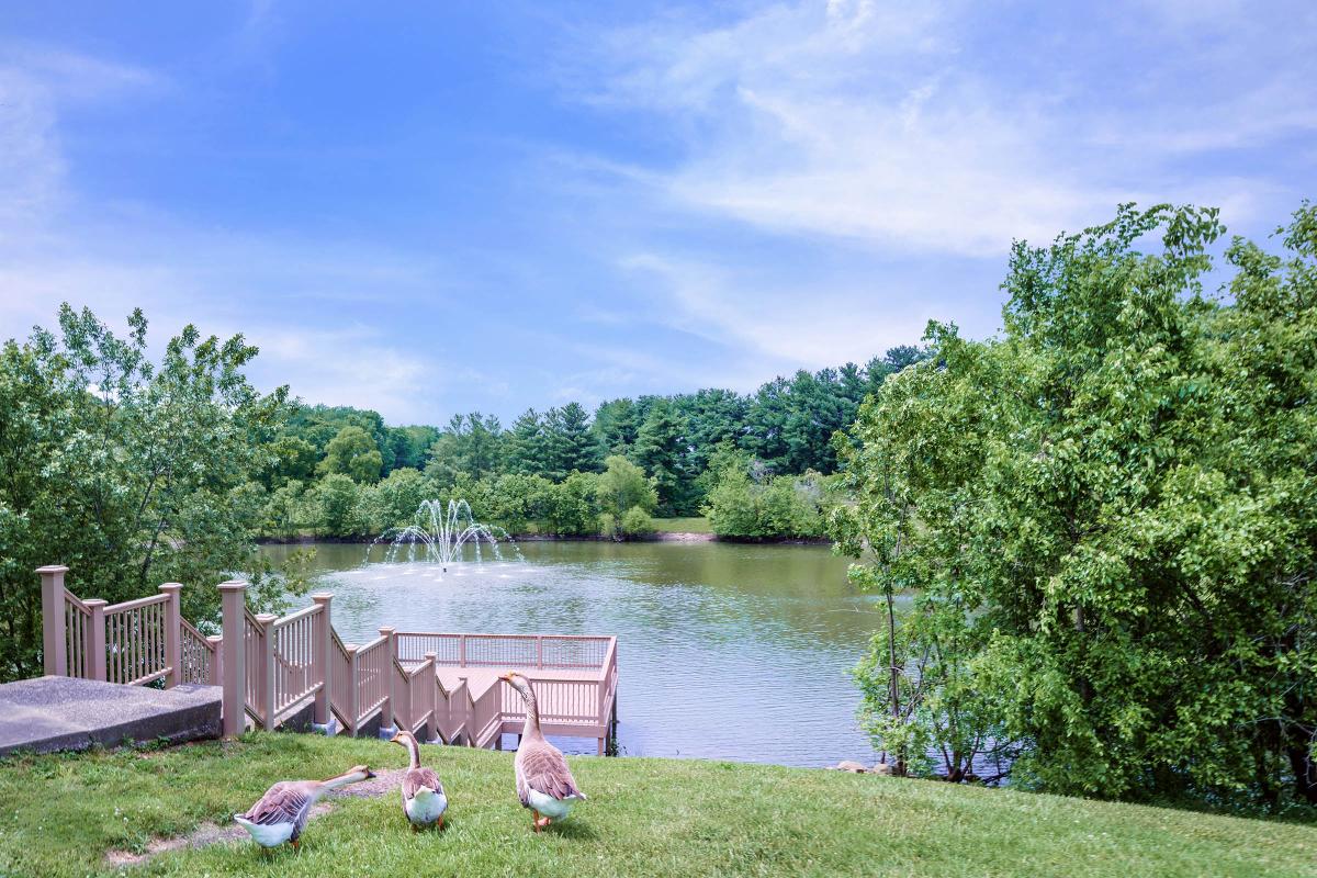 Geese At The Pond