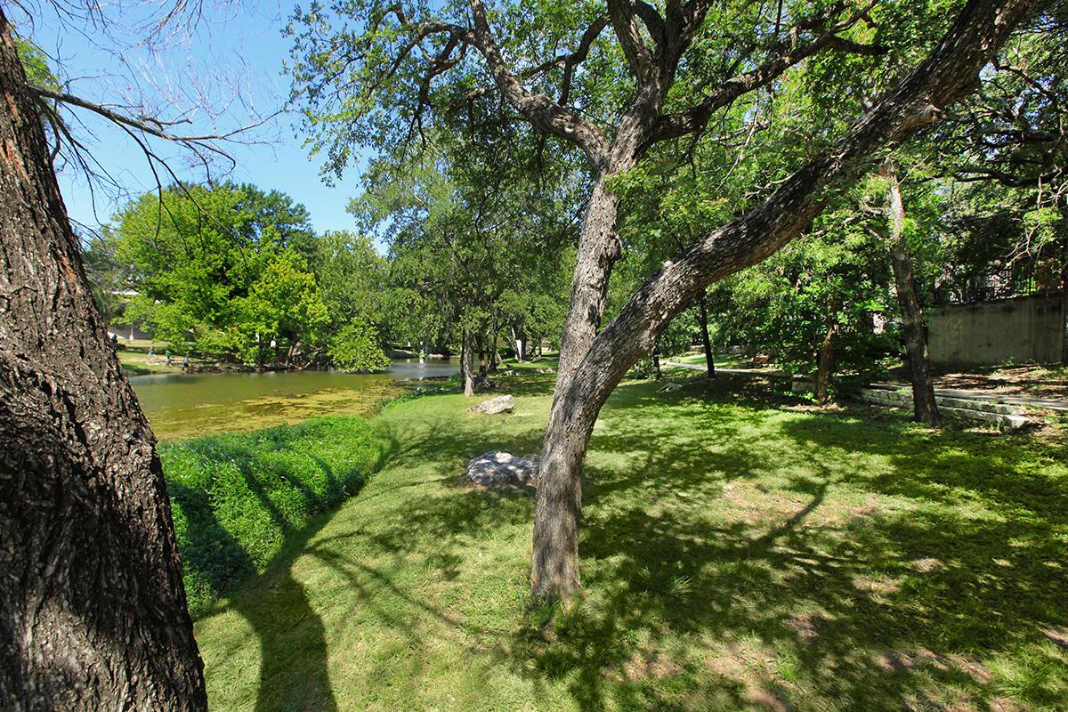 a large tree in a park